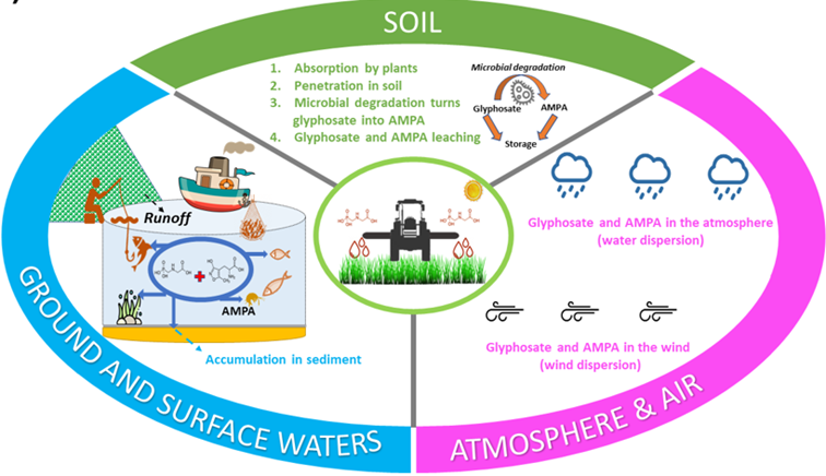 Illustration schématique de la pollution environnementale par le glyphosate