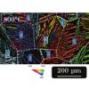 Cartographie EBSD illustrant la quantification de la microtexture de la phase α par le nombre de colonies WGB par grain . La phase α est représentée en mode IPF et la phase en noir